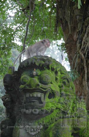 Monkey & Lion _H.jpg